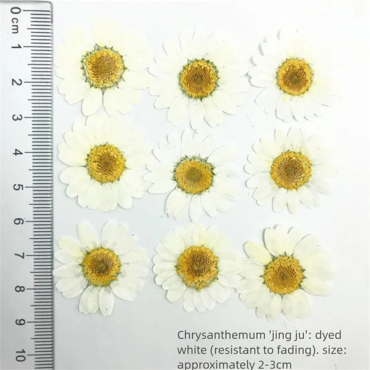 Dried Flower Bookmark - ดอกเบญจมาศแห้งย้อมสี 100 ชิ้น สำหรับตกแต่ง, ดอกไม้แห้งสำหรับโคมไฟตั้งโต๊ะ, ที่คั่นหนังสือจากดอกไม้จริง