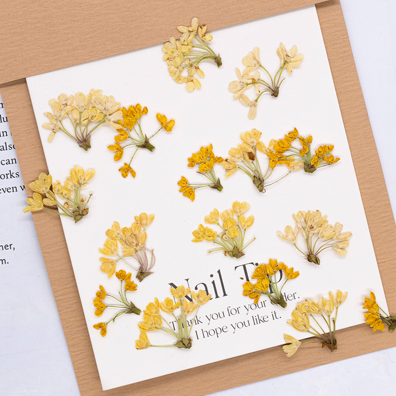 Dried Flower Bookmark - 24 ชิ้น, ดอกไม้แห้งธรรมชาติแท้สำหรับงาน DIY วัสดุตกแต่งเรซิน ที่คั่นหนังสือ