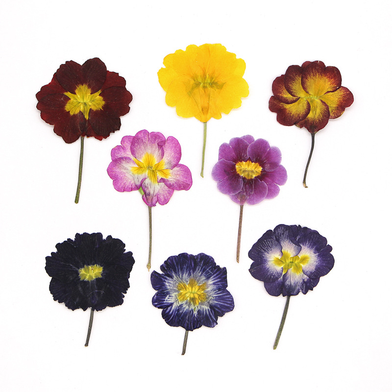 Dried Flower Bookmark - ดอกพริมโรสยุโรป 48 ชิ้น ดอกไม้แห้งสำหรับการเรียนการสอน ดอกไม้จริงอัดแห้ง ตัวอย่างพืช