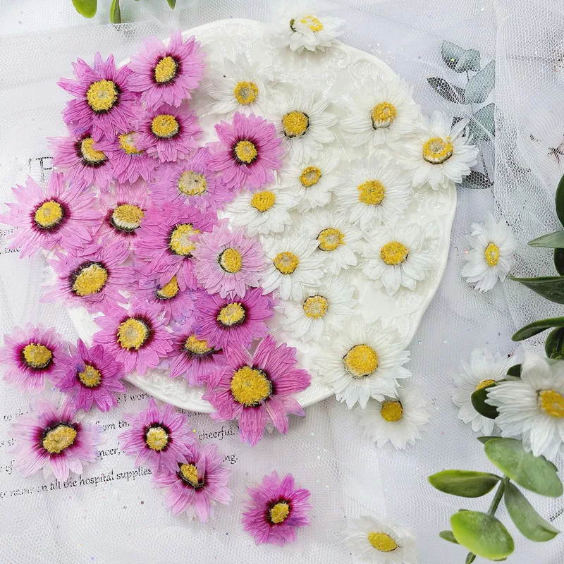 Dried Flower Bookmark - 24Pcs/2-4ซม.,Natural Pressed กลีบดอกไม้,ดอกไม้แห้งจริง Daisy DIY Craft