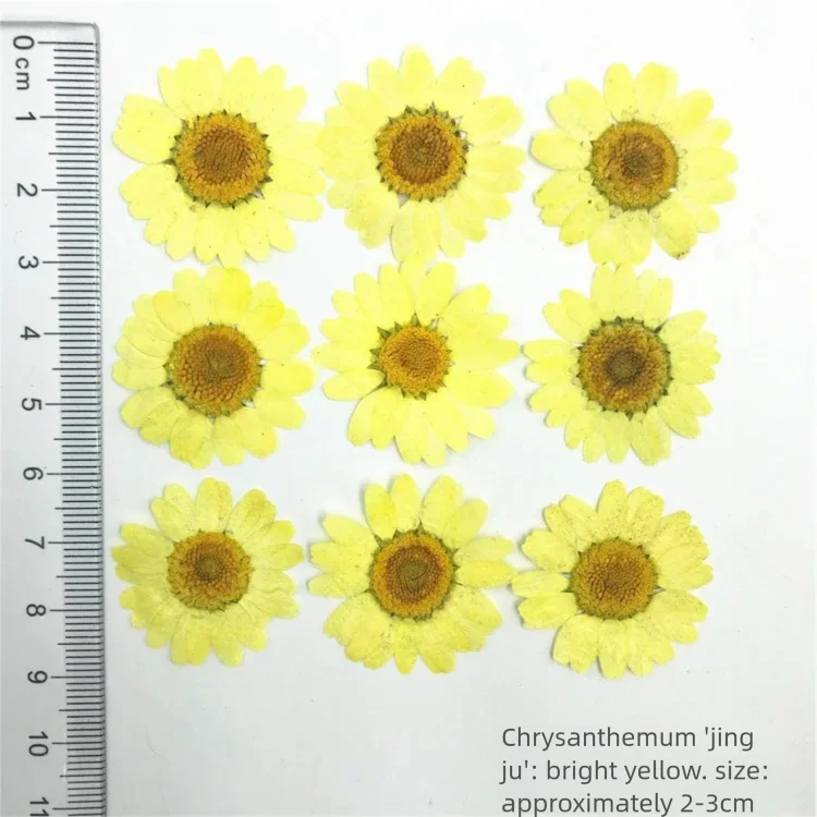 ดอกเบญจมาศแห้งย้อมสี 100 ชิ้น  - Dried Flower Bookmark บทวิจารณ์และราคา