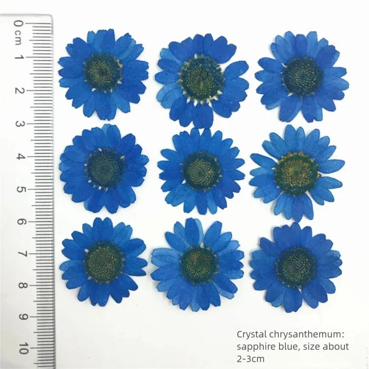ดอกเบญจมาศแห้งย้อมสี 100 ชิ้น  - Dried Flower Bookmark บทวิจารณ์และราคา