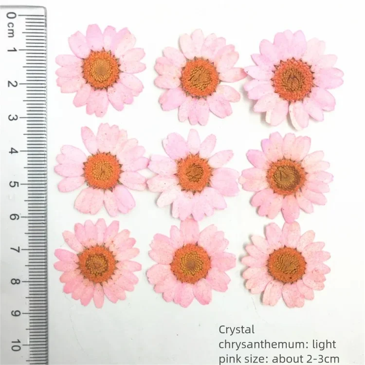 ดอกเบญจมาศแห้งย้อมสี 100 ชิ้น  - Dried Flower Bookmark บทวิจารณ์และราคา
