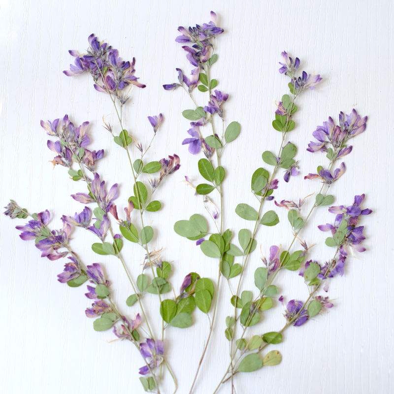 6 ชิ้น, ดอกเลสเปเดซา ฟอร์โมซาแ - Dried Flower Bookmark บทวิจารณ์และราคา