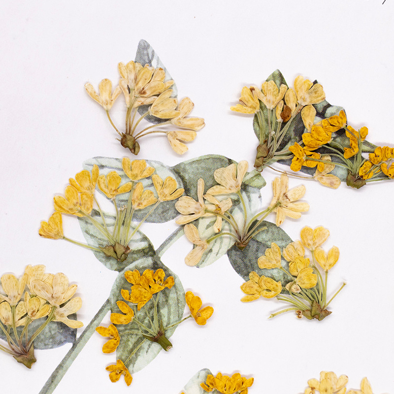 24 ชิ้น, ดอกไม้แห้งธรรมชาติแท้ - Dried Flower Bookmark บทวิจารณ์และราคา