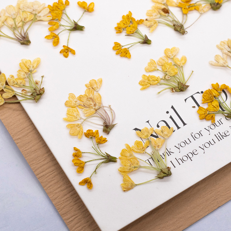 24 ชิ้น, ดอกไม้แห้งธรรมชาติแท้ - Dried Flower Bookmark บทวิจารณ์และราคา