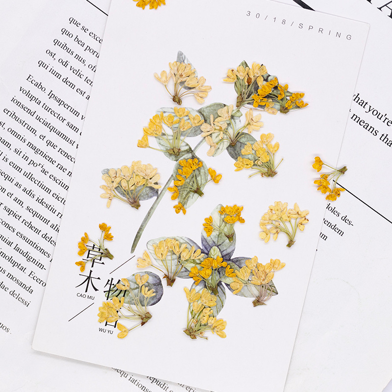 24 ชิ้น, ดอกไม้แห้งธรรมชาติแท้ - Dried Flower Bookmark บทวิจารณ์และราคา