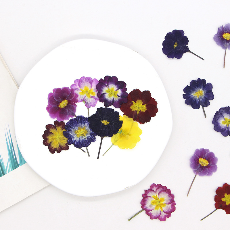 ดอกพริมโรสยุโรป 48 ชิ้น ดอกไม้ - Dried Flower Bookmark บทวิจารณ์และราคา