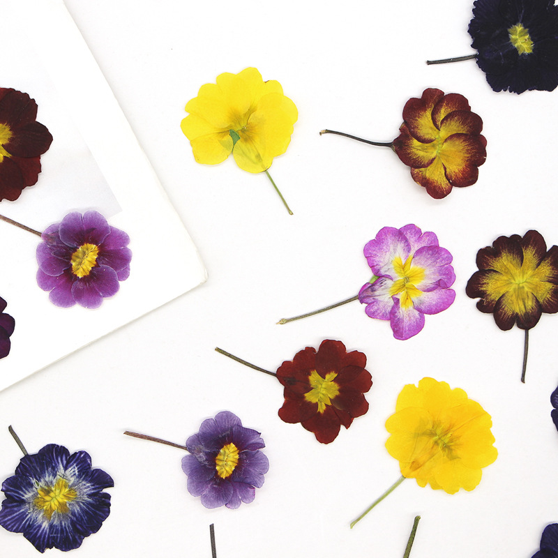 ดอกพริมโรสยุโรป 48 ชิ้น ดอกไม้ - Dried Flower Bookmark บทวิจารณ์และราคา