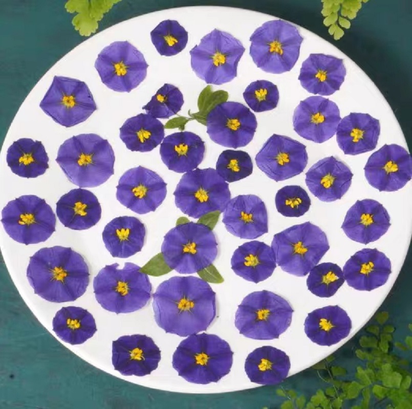 100Pcs ทับแห้ง Lycianthes Rant - Dried Flower Bookmark บทวิจารณ์และราคา