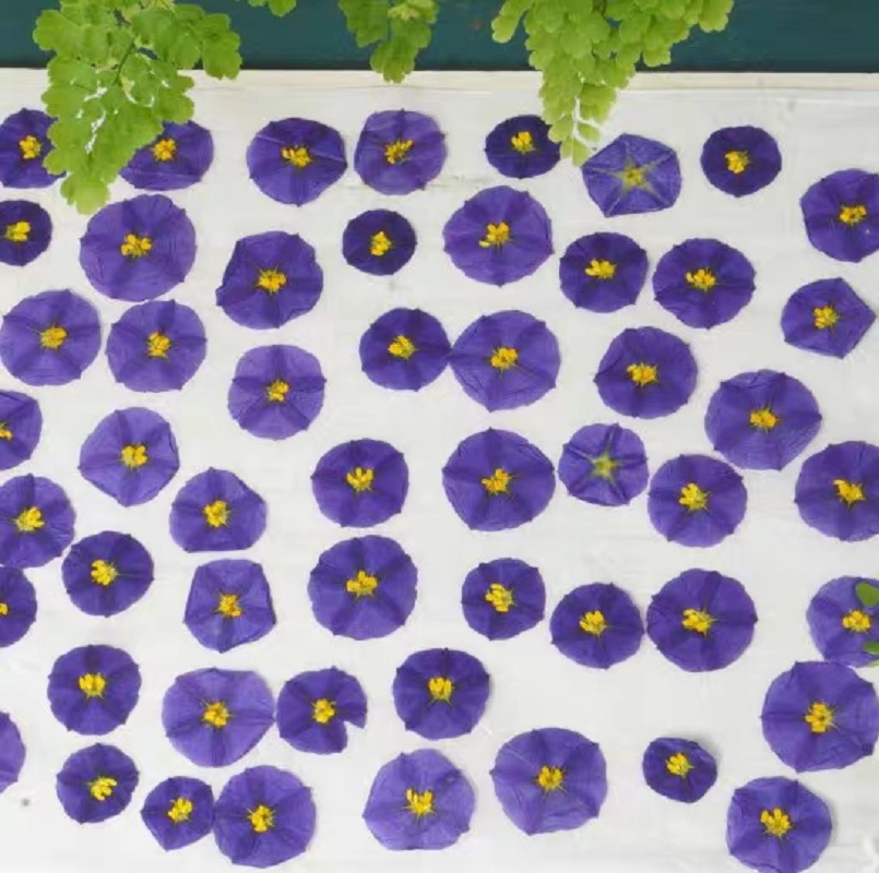 100Pcs ทับแห้ง Lycianthes Rant - Dried Flower Bookmark บทวิจารณ์และราคา