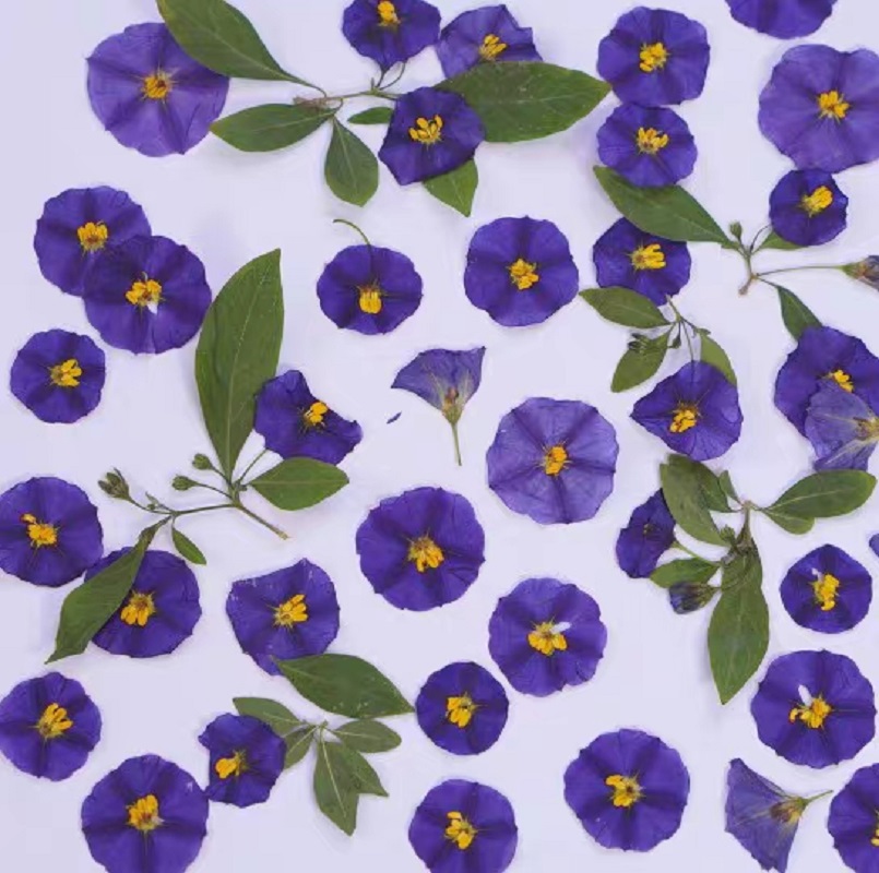 100Pcs ทับแห้ง Lycianthes Rant - Dried Flower Bookmark บทวิจารณ์และราคา