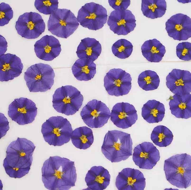 100Pcs ทับแห้ง Lycianthes Rant - Dried Flower Bookmark บทวิจารณ์และราคา
