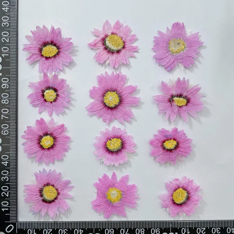24Pcs/2-4ซม.,Natural Pressed ก - Dried Flower Bookmark บทวิจารณ์และราคา