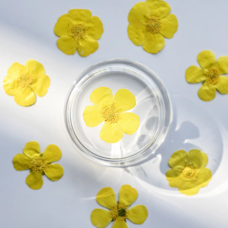 ดอกไม้แห้งแรนันคูลัส 100 ชิ้น  - Dried Flower Bookmark บทวิจารณ์และราคา