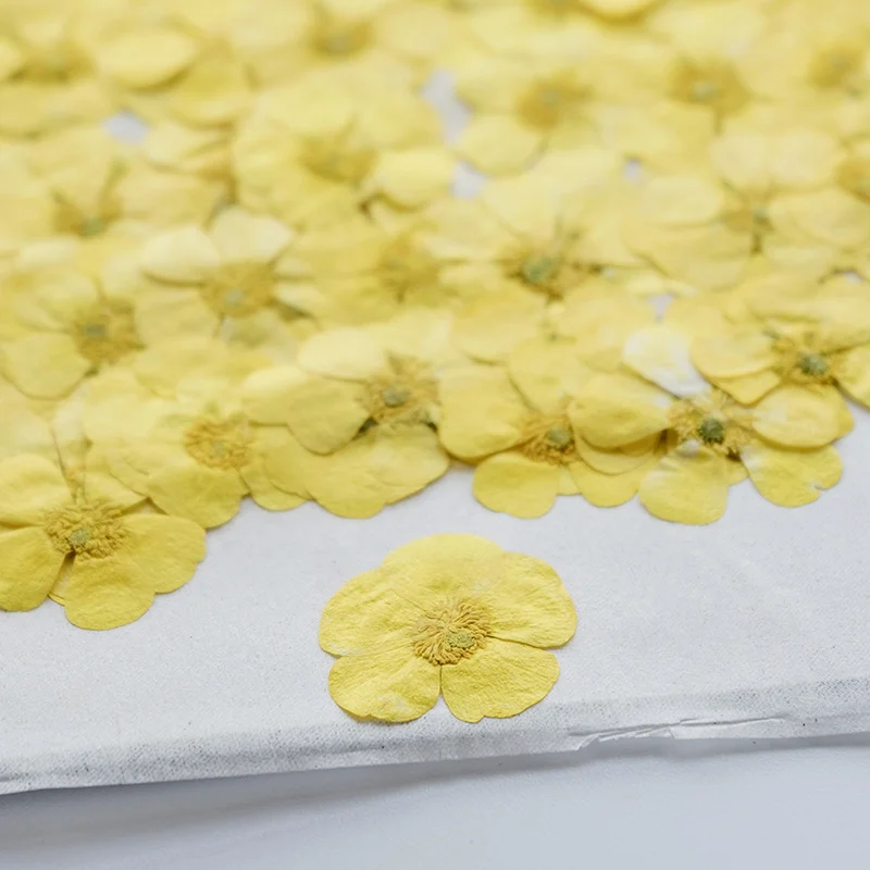 ดอกไม้แห้งแรนันคูลัส 100 ชิ้น  - Dried Flower Bookmark บทวิจารณ์และราคา