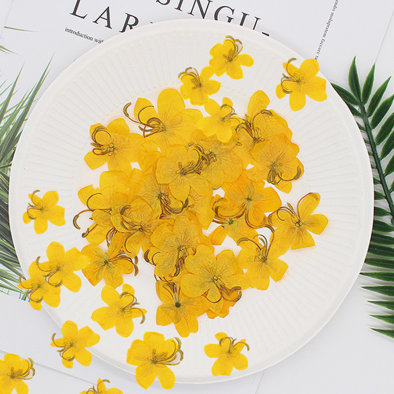 ดอกแคสเซียสีเหลือง/สีส้มแห้ง 6 - Dried Flower Bookmark บทวิจารณ์และราคา