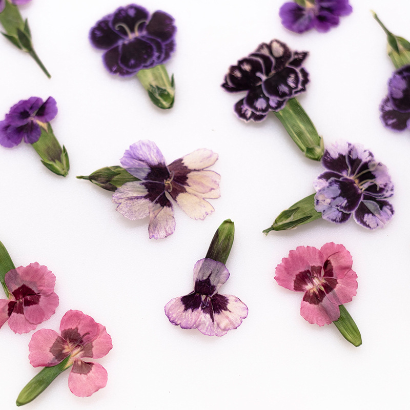 ดอกไดแอนธัสแห้งอัดเม็ด 24 ชิ้น - Dried Flower Bookmark บทวิจารณ์และราคา