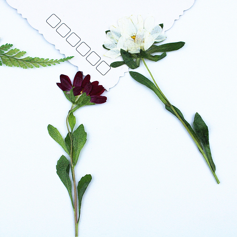 ดอกเบญจมาศแห้งอัดเม็ดขนาดเล็ก  - Dried Flower Bookmark บทวิจารณ์และราคา